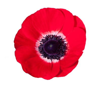 Anemone Marianne Plus Red