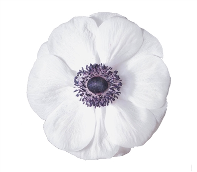 Anemone Marianne Plus Panda