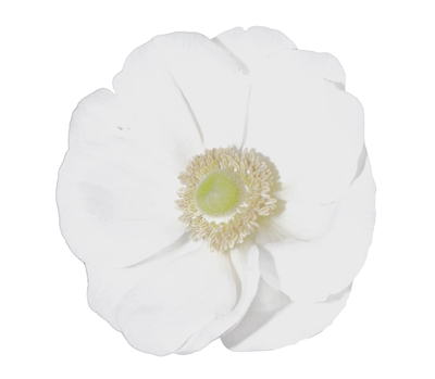 Anemone Marianne Plus White