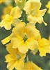 Antirrhinum Chant.Cream