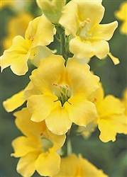 Antirrhinum Chantilly Cream