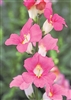 Antirrhinum Chant.Pink