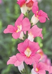 Antirrhinum Chantilly Pink