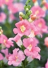 Antirrhinum Chant.Lt Pink