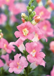 Antirrhinum Chant.Lt Pink