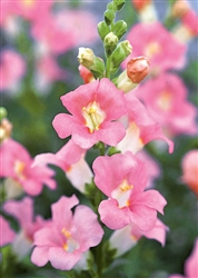 Antirrhinum Chantilly Lt Pink
