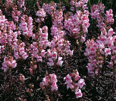 Antirrhinum Bronze Dragon