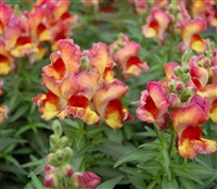 Antirrhinum Snappy Red Flame
