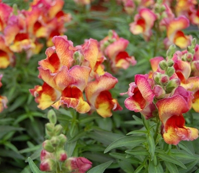 Antirrhinum Snappy Red Flame