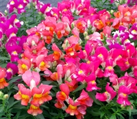 Antirrhinum Snappy Bicol Mix