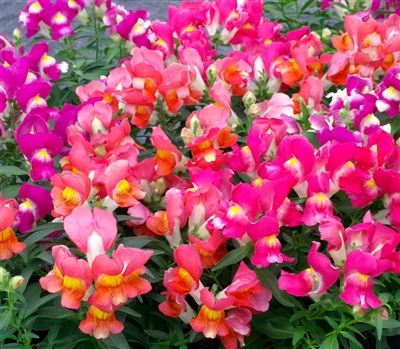 Antirrhinum Snappy Bicol Mix