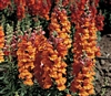 Antirrhinum Liberty Bronze