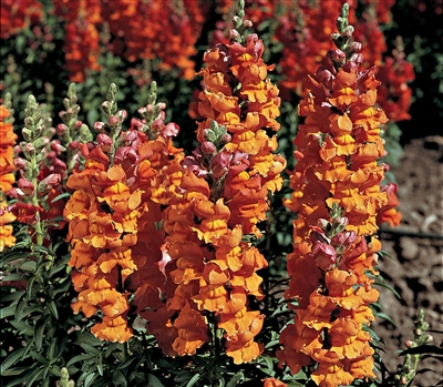 Antirrhinum Liberty Bronze