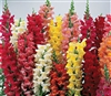 Antirrhinum Liberty Classic Mix