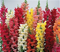 Antirrhinum Liberty Classic Mix