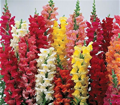 Antirrhinum Liberty Classic Mix