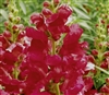 Antirrhinum Liberty Crimson