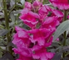 Antirrhinum Liberty Lavender