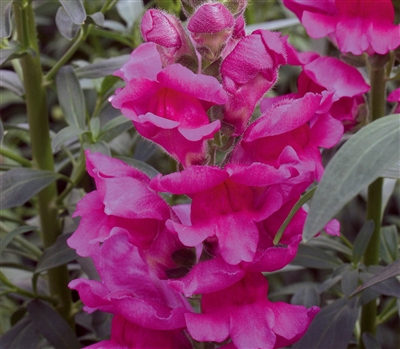 Antirrhinum Liberty Lavender