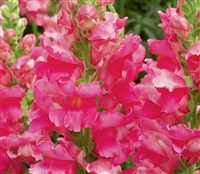 Antirrhinum Liberty Rose Pink