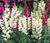 Antirrhinum Liberty White