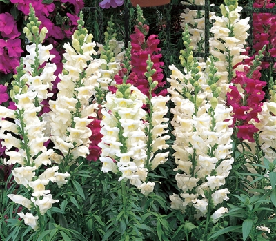 Antirrhinum Liberty White