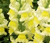 Antirrhinum Liberty Yellow