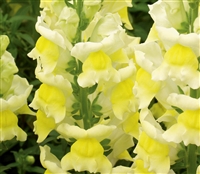 Antirrhinum Liberty Yellow