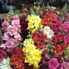 Antirrhinum Madame B'fly Mix