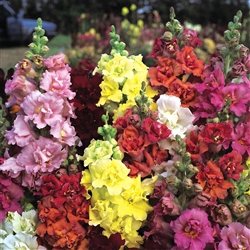 Antirrhinum Madame B'fly Mix