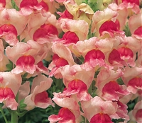 Antirrhinum Opus Apple Blossom III/IV