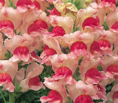 Antirrhinum Opus Apple Blossom III/IV