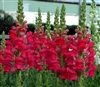 Antirrhinum Opus Radient Rose IV