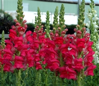 Antirrhinum Opus Radient Rose IV