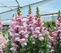 Antirrhinum Opus Lavender III