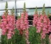 Antirrhinum Opus Pink III/IV