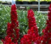 Antirrhinum Opus Velvet III/IV