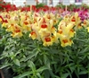 Antirrhinum Snappy Peach Flame