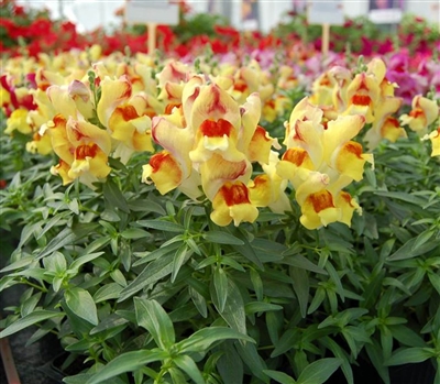 Antirrhinum Snappy Peach Flame