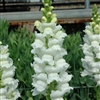 Antirrhinum Opus White III/IV