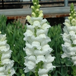 Antirrhinum Opus White III/IV