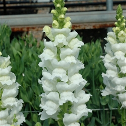 Antirrhinum Opus White III/IV