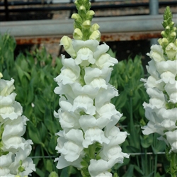 Antirrhinum Opus White III/IV