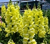 Antirrhinum Opus Yellow III