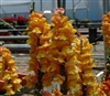 Antirrhinum Costa Cognac I