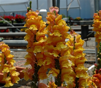 Antirrhinum Costa Cognac I