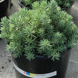 Sedum Tripmadam