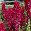 Antirrhinum Costa Purple I