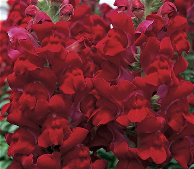 Antirrhinum Costa Red II