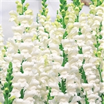 Antirrhinum Overture White II